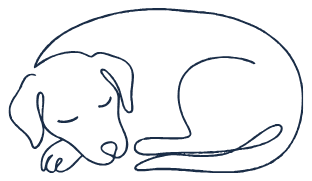 Perro mayor dormido, enroscado