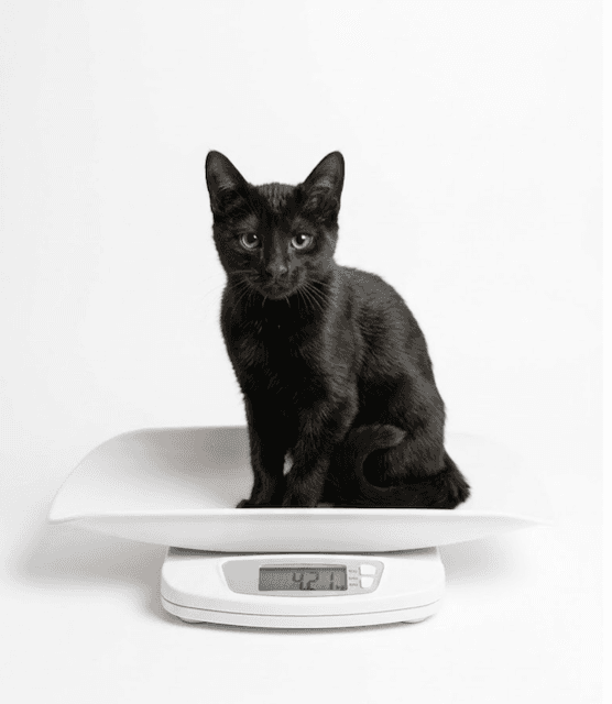 Gato negro de ojos claros, sentado sobre una báscula que marca 4.21 kg